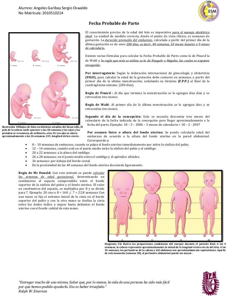 Calendario para medir semanas. de embarazo